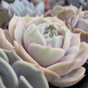 Echeveria lilacina  hybr.