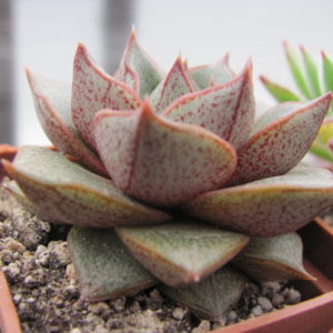 Echeveria purpusorum    *White form*