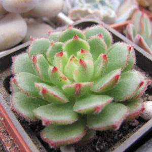 Echeveria Derosa