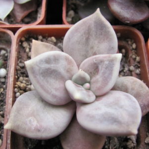 Echeveria xichuensis
