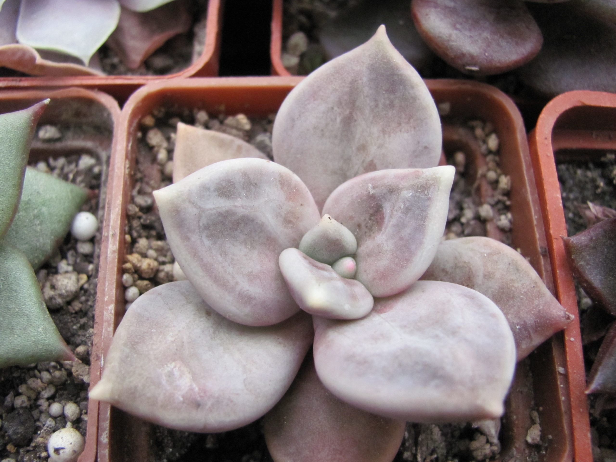 Echeveria xichuensis
