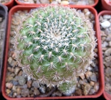 Sulcorebutia breviflora - L 314 A. Plapp