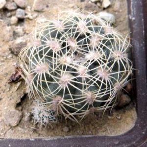 gymnocalycium bruchii ssp. lafaldense LB 1095