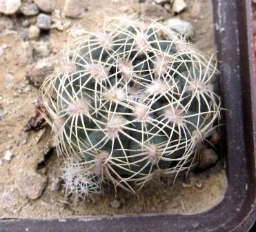 gymnocalycium bruchii ssp. lafaldense LB 1095