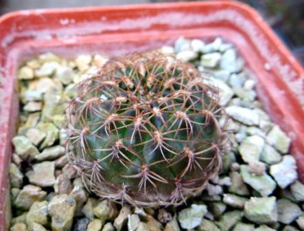 sulcorebutia frankiana