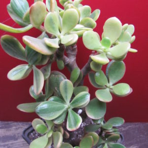 Crassula Hummels Sunset   ( variegata +  F2 )
