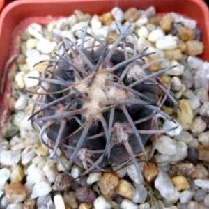 gymnocalycium spegazzinii var. punillense