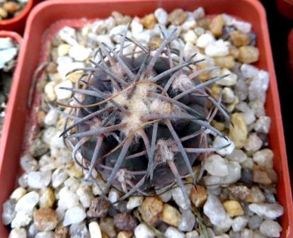 gymnocalycium spegazzinii var. punillense