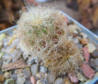 Sulcorebutia swobodae HS 26