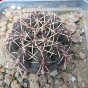 gymnocalycium genseri