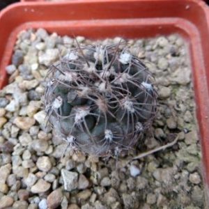 gymnocalycium taningaense p212
