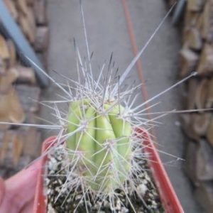 stetsonia coryne