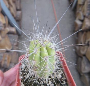 stetsonia coryne