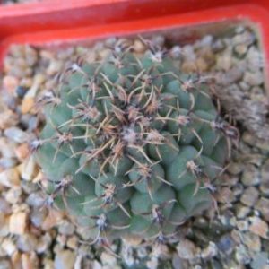gymnocalycium species