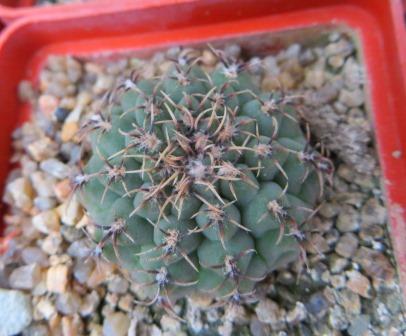 gymnocalycium species