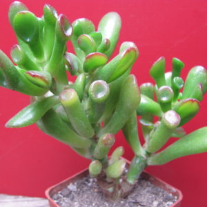 Crassula ovata  *Gollum*