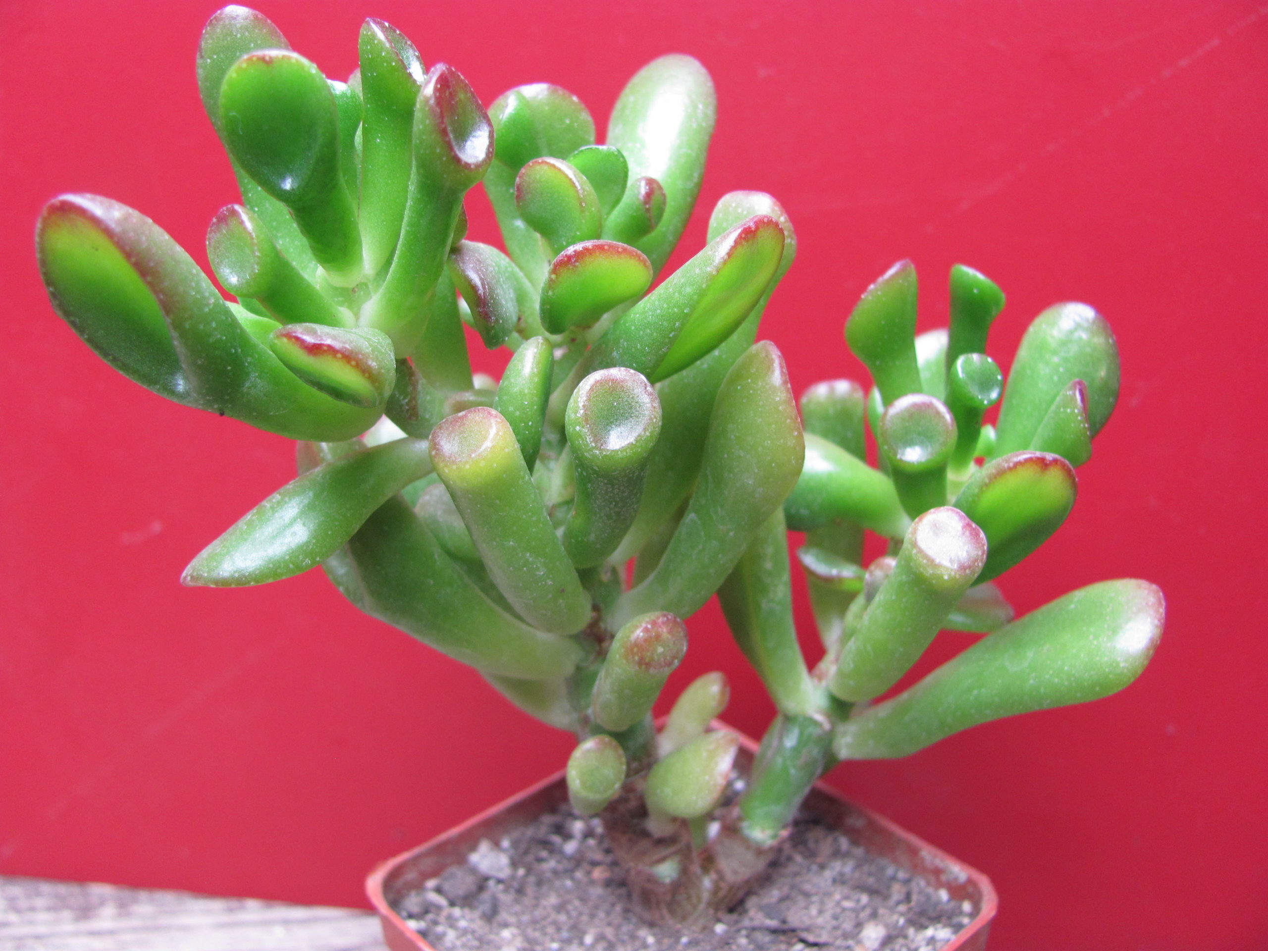 Crassula ovata *Gollum*