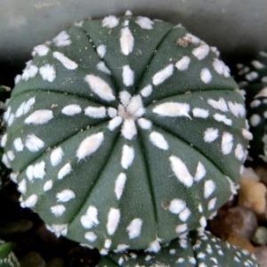 astrophytum asterias hybrid