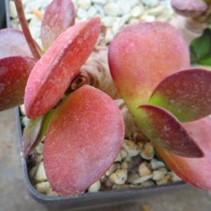 adromishus burgundii