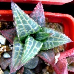 haworthia tesselata