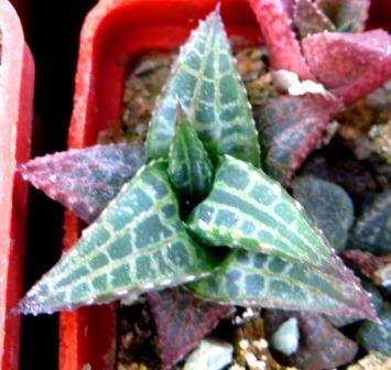 haworthia tesselata