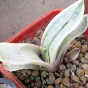 gasteria sakura fuji