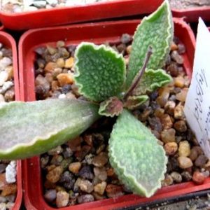 Adromischus marianiae hybrid