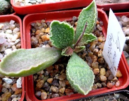 Adromischus marianiae hybrid
