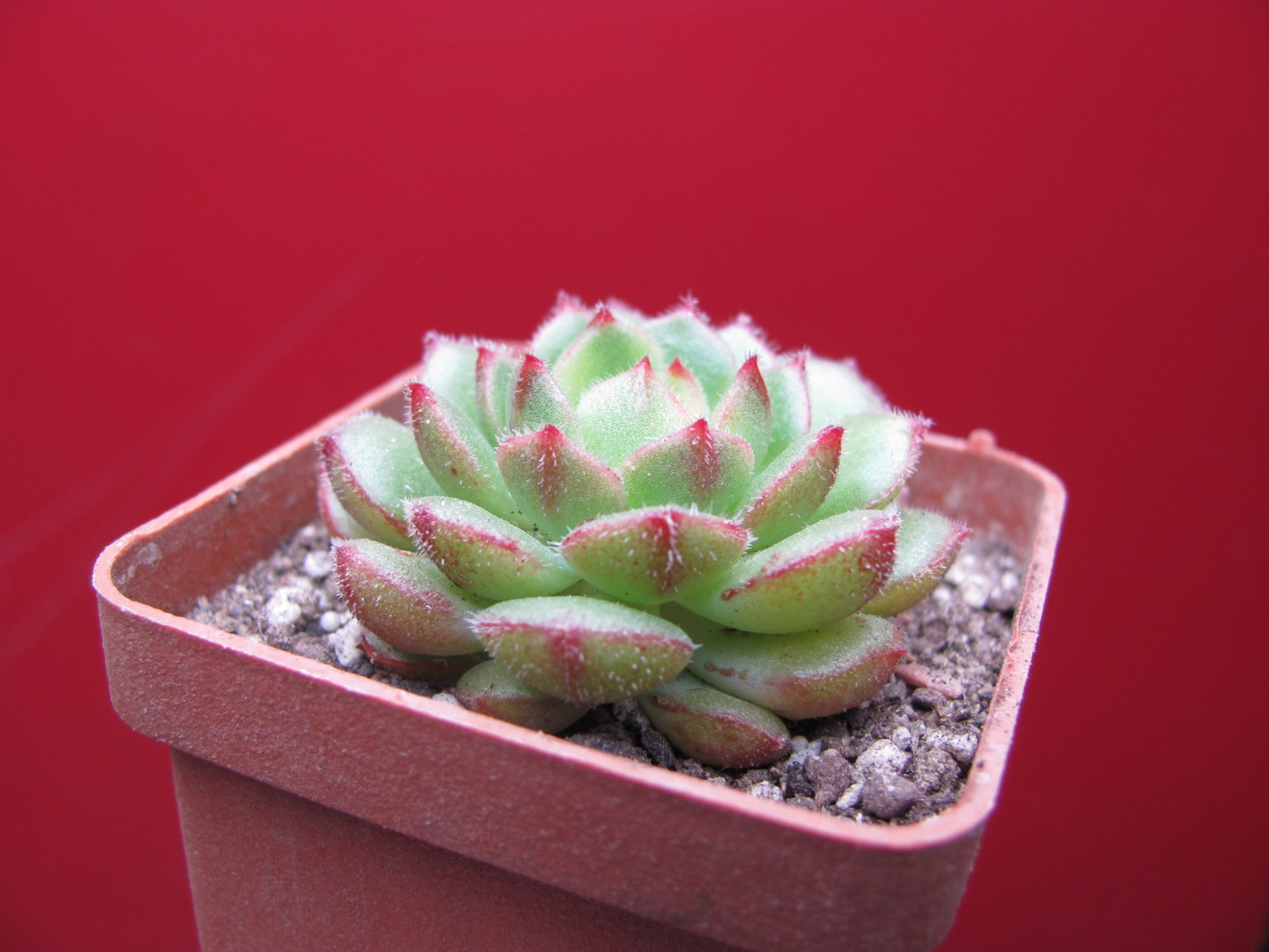 Echeveria Derosa
