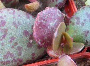 adromischus sp ЮАР