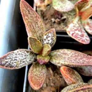 Adromischus marianiae hybrid Бельгия