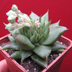 Echeveria agavoides Aguamarin