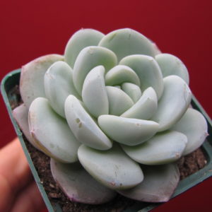Echeveria hybr.    #19     ( hybrid Lipskiy )