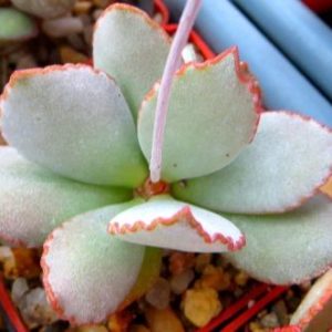 adromischus shuldianus Pofader