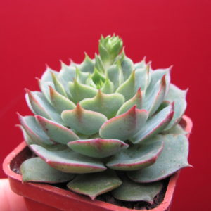 Echeveria Ramilette