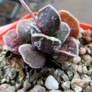 adromischus bryan makin black sea