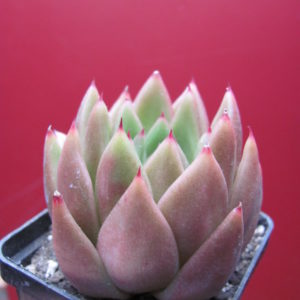 Echeveria Frank Reinelt
