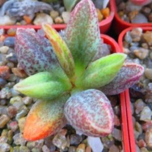 adromischus manae hybrid