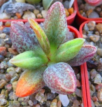 adromischus manae hybrid