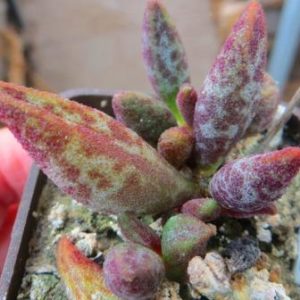 2128.6 adromischus manae