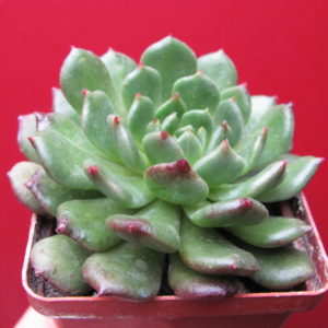Echeveria  *Fantasia Carol*