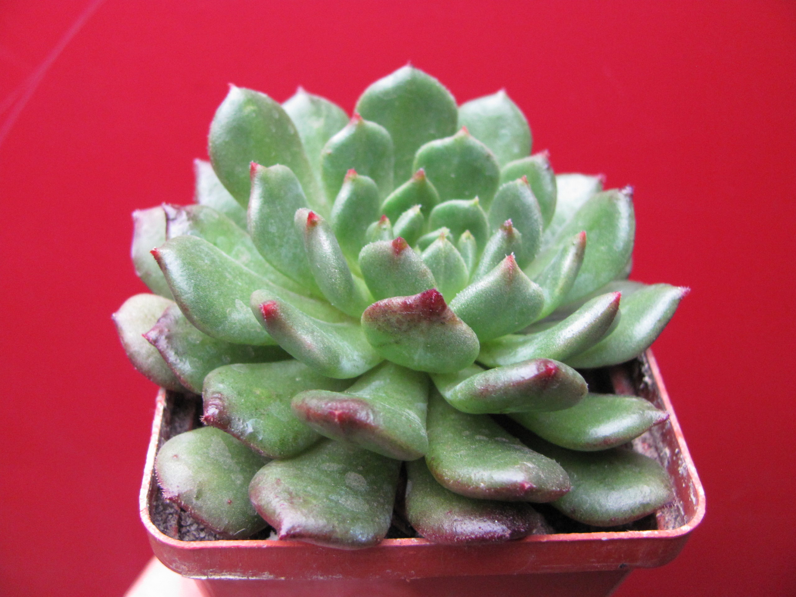 Echeveria  *Fantasia Carol*