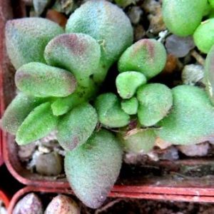 adromischus alveolatus GW 411