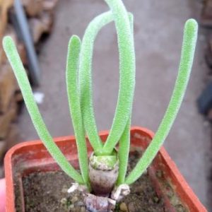 monilaria moniliformis