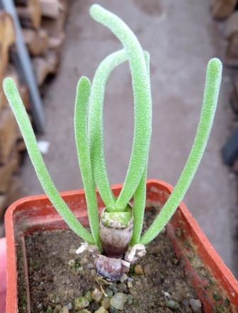 monilaria moniliformis