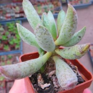 3321 Adromischus trigonus -Schoemanshoek-