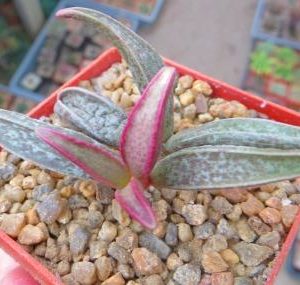 adromischus marianiae richtersivelot
