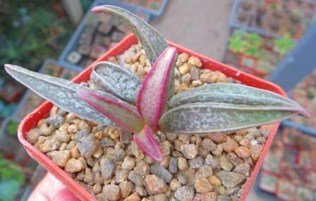 adromischus marianiae richtersivelot