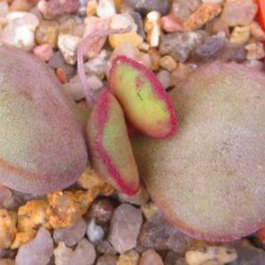 Adromischus marianiae * Hallii *