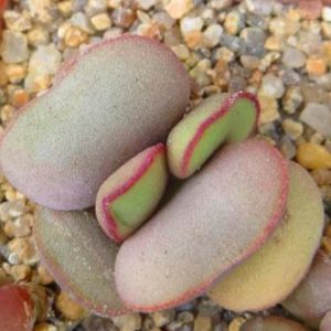 Adromischus marianiae * Hallii *